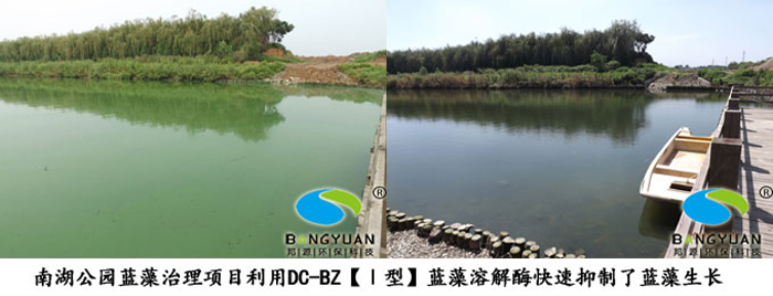 DC-BZ【Ⅰ型】蓝藻溶解酶应用于项目效果图