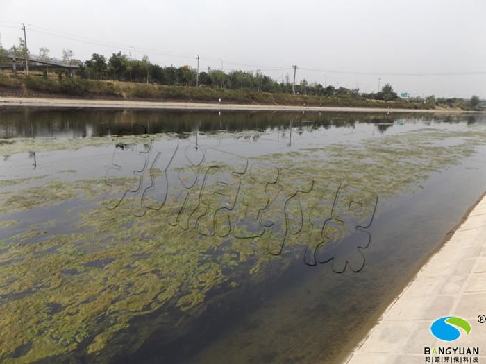 河道大量滋生绿藻（水绵）