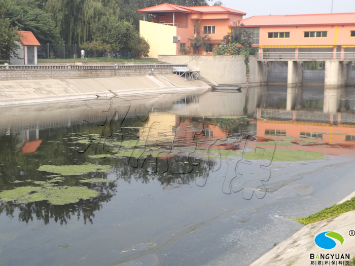 肖家河闸水体出现水绵大量滋生