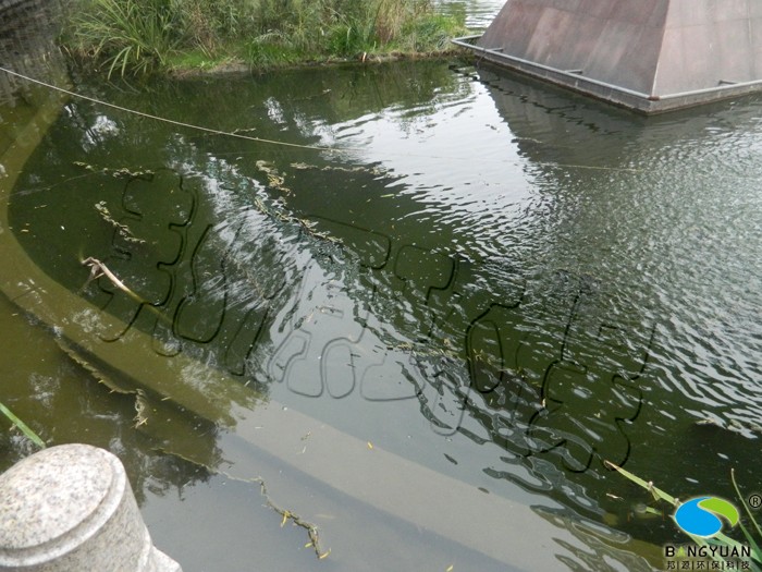 蓝藻防治通过生物制剂进行治理和预防，效果显著