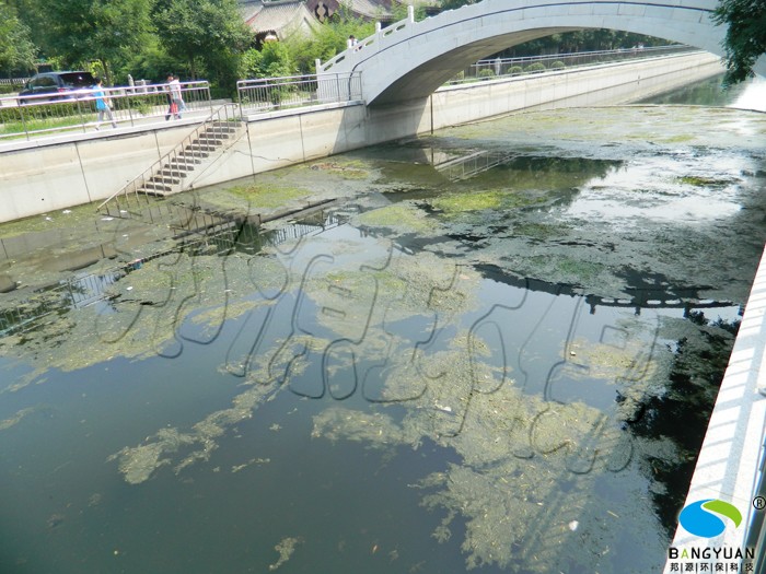 青苔治理前，水面滋生大量青苔