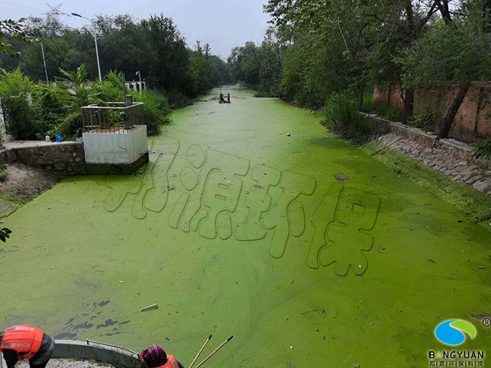 河道蓝藻爆发情况