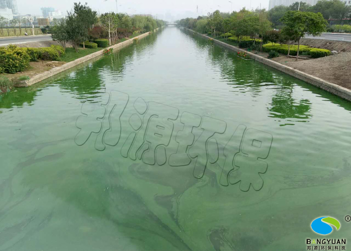 河道爆发蓝藻，水质差，透明度低