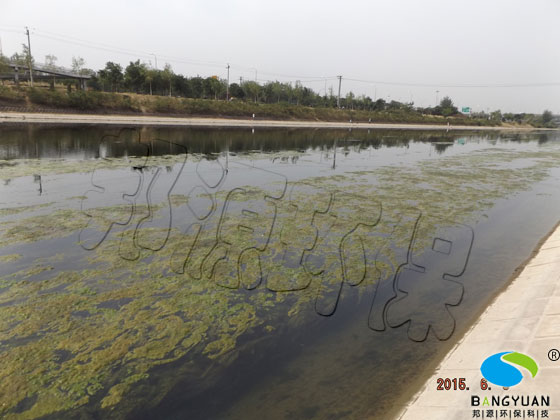 河道水体爆发青苔（水绵）