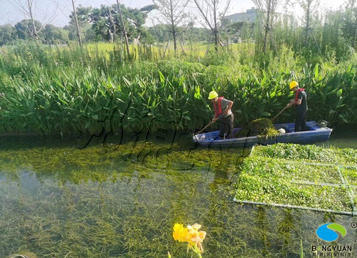 水下森林在水生态修复项目中的应用